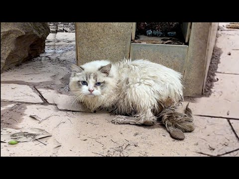 Видео: Котёнок,дрожащий в щели стены,смотрел на меня в страхе.Приблизившись,я понял причину его брошенности