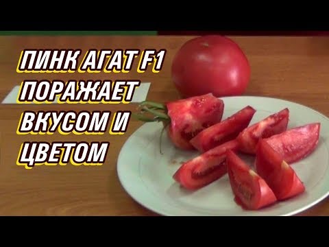 Видео: РОЗОВЫЙ ТОМАТ ПИНК АГАТ F1 ПОРАЖАЕТ ВКУСОМ И ЦВЕТОМ