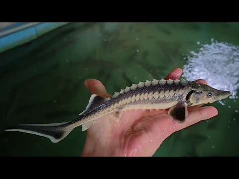 Видео: Осётр,форель в домашних условиях!