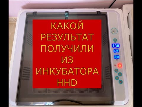 Видео: ИНКУБАЦИЯ В ИНКУБАТОРЕ HHD