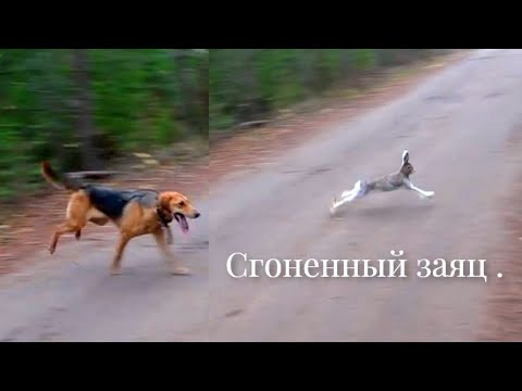 Видео: Сгоненный заяц. Русская гончая Лайма ВПКОС 6936/24 вл. Шатров В.А #охотасгончей#собака#топ#hunting