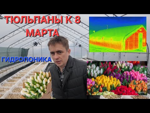 Видео: Тюльпаны к 8 Марта , на гидропонике .теплица в Тепловизор  #васькапилот