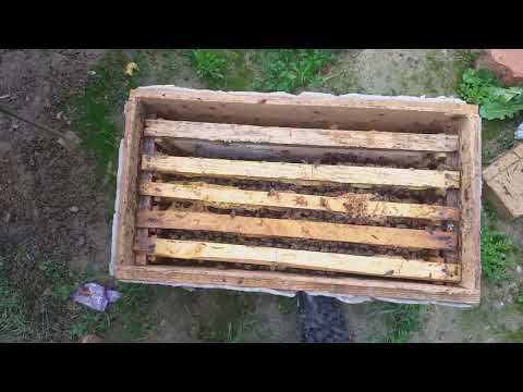 Видео: Тарзи занбур чудо кардан ва тарзи пакетхои мо барои фрухтан