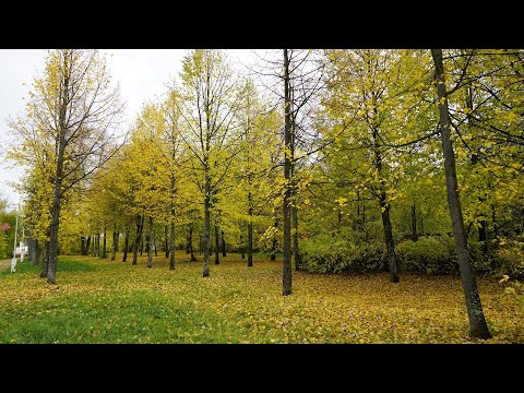 Видео: Путешествие в Пучеж 4k