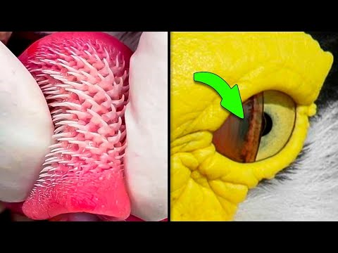 Видео: Таны мэддэггүй хачирхалтай зүйлс