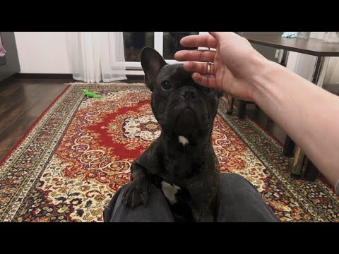 Видео: Часть 20. Егор почувствовал, что я гладил другую собаку