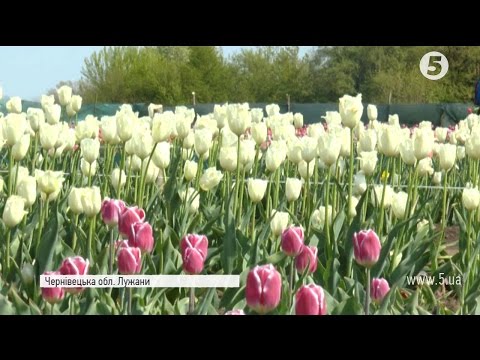 Видео: Тюльпановий рай: на Буковині створили міні-Голландію