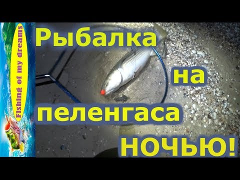 Видео: Рыбалка на пеленгаса!!!Как поймать пеленгаса ночью!!!!?Отчёт!