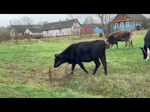 Видео: ВЫПАС  , ЕЩЁ МОЖНО 🫶😏