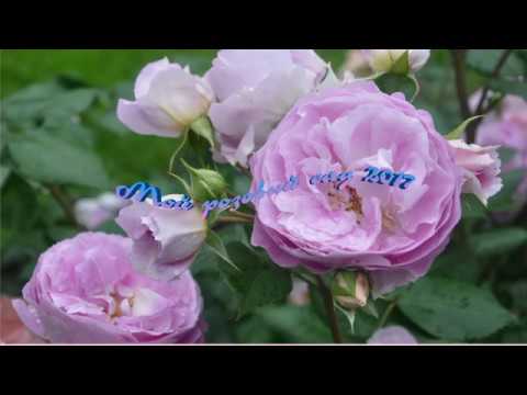Видео: Мой розовый сад в Подмосковье. 2017 год