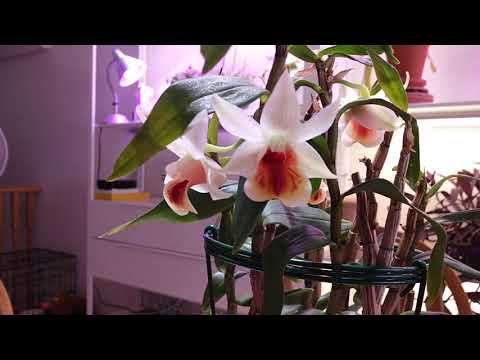Видео: Дендробиум Dendrobium Precious Pearl (margaritaceum x сruentum)