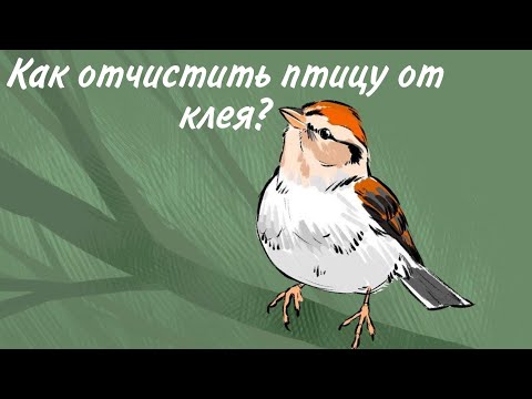 Видео: Как отчистить птицу от клея?