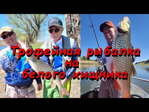 Видео: Константин Кузьмин. Рыбалка на белого хищника, 2022 год.