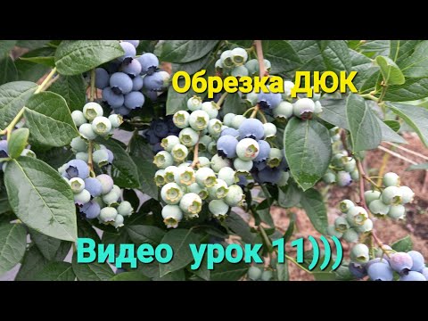 Видео: Обрезка голубики на КРУПНУЮ ЯГОДУ. Видео урок 11)))