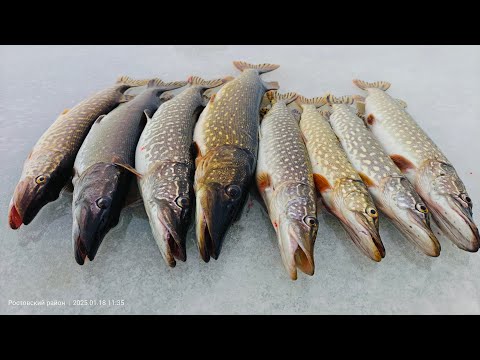 Видео: Щучье Эльдорадо. Клюет как из пулемёта. Жерлицы 2025.