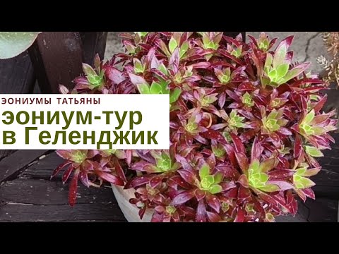 Видео: Эониум-тур в Геленджик. В гостях у подписчицы