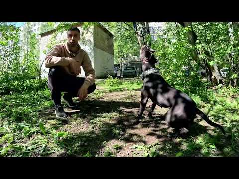 Видео: Битва четырех питбулей. Кто лучше???