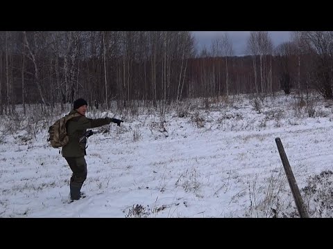Видео: охота на зайца по первому снегу