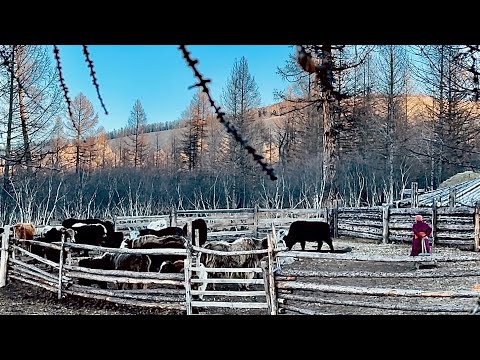 Видео: Хатгалын малчин айл | Mongolian herder family 🇲🇳 ASMR (nature, real sounds)