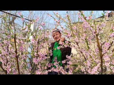 Видео: ....МЭВАЛАР ГУЛАГАНДА НИМА КИЛИШ КЭРАК...ЭНТО.  МИКРО.....ВИТАМИНИ