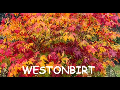 Видео: Дендрарий Уэстонберта — 3 ноября 2025 г. — одно из моих самых непопулярных видео за последнее вре...