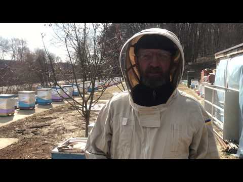 Видео: Советы опытного пчеловода. Установка пластин "Варолом" для борьбы с варроатозом пчел.