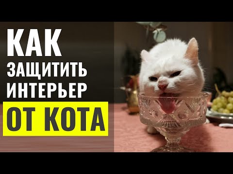 Видео: Как сделать БЕЗОПАСНЫЙ для кота ИНТЕРЬЕР. Идеи для квартиры с кошками