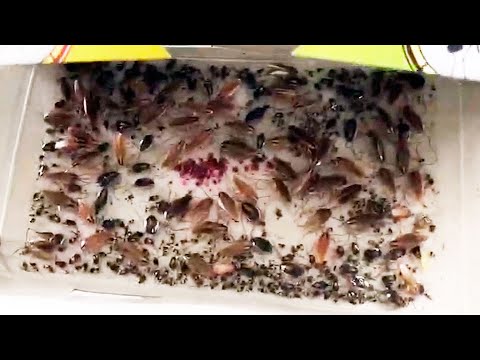 Видео: Помогают ли клеевые ловушки от тараканов?
