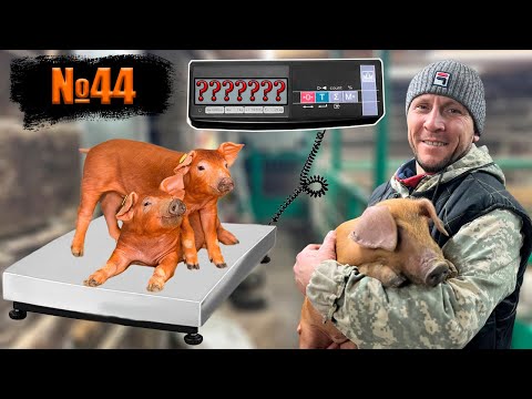 Видео: №44 👆Какой вес у наших поросят в 1 месяц?(породы дюрок)