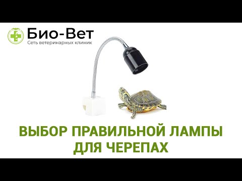 Видео: Выбор правильной лампы для черепах