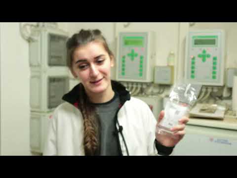 Видео: ИСКУССТВЕННОЕ ОСЕМЕНЕНИЕ СВИНОМАТОК