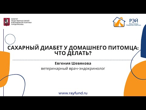 Видео: Сахарный диабет у домашнего питомца: что делать?