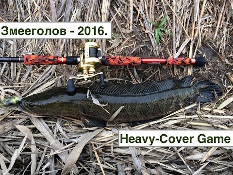 Видео: Змееголов - 2016. Лучшие поклевки / Snakehead game - 2016. Best catches.