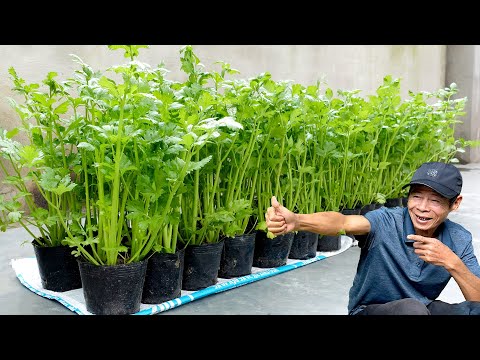 Видео: Выращивание сельдерея таким способом, не требует ухода, непрерывный сбор урожая