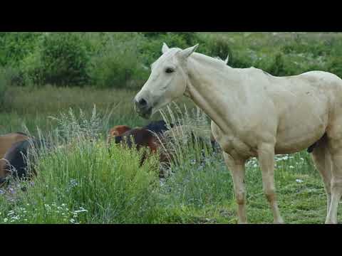 Видео: Жайлаудағы жылқылар. Керемет табиғатта