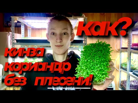 Видео: Как вырастить микрозелень кинзы - кориандра? Без плесени! Бизнес микрозелень!
