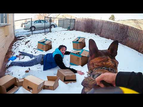 Видео: КУРЬЕРЫ ПРОТИВ ЖИВОТНЫХ. КОГДА ВСЁ ПОШЛО НЕ ПО ПЛАНУ