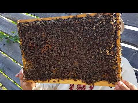 Видео: Готовлю семью воспитательницу 27.04.2018