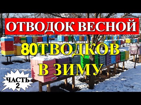 Видео: ОДИН ОТВОДОК С ЗИМЫ И ВОСЕМЬ ОТВОДКОВ В ЗИМУ/На пасеке Андрея Бодяна 2019