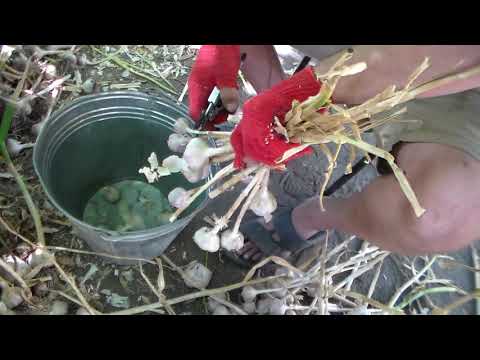 Видео: Как и чем быстро и качественно обрезать чеснок.