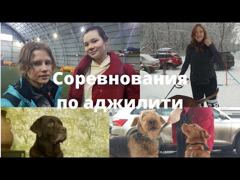 Видео: Соревнования по аджилити в Тольятти, 2020