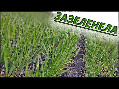 Видео: Пшеница Зазеленела 😮 Идеальные удобрения для посева пшеницы после  подсолнечника 🌻