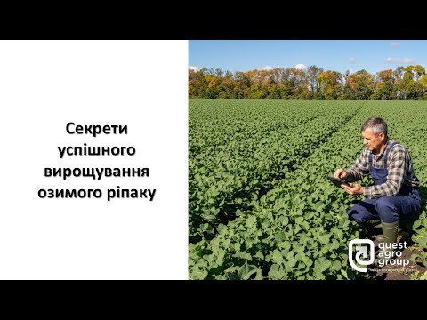 Видео: Секрети успішного вирощування озимого ріпаку