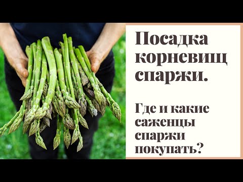 Видео: Посадка спаржи. Какие саженцы покупать. Разница сортовой спаржи и гибридов F1.