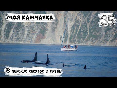 Видео: Моя Камчатка 35 серия | Камчатка / В поисках косаток и китов