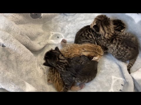 Видео: 1-й день Мишелят Гуфиковичей)))