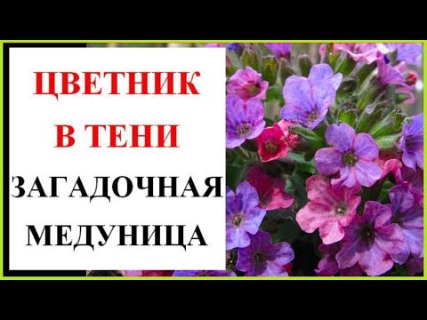 Видео: Цветник в тени. Медуница и ее секреты