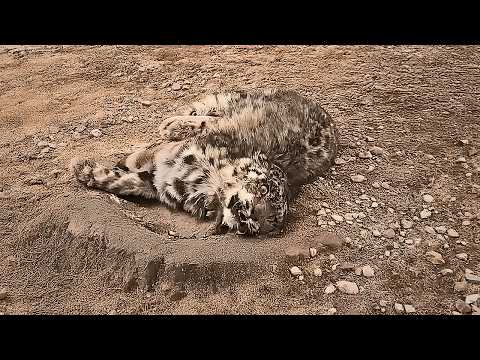 Видео: Детёныш снежного барса несчастно упал с высоты, был на грани гибели, но любовь дала ему вторую жизнь