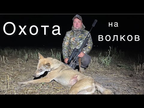 Видео: Охота на волков. Схватка на логове !!!