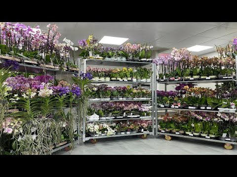 Видео: 🌸 ПРОДАЖА ОРХИДЕЙ 09.08.23 Продажа редких орхидей. Ванды, Биг Липы, Орхидеи-БАБОЧКИ. Купить орхидею.